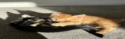 Mixed Breed cats for sale: Beautiful confident kittens looking for home  - Advert 13