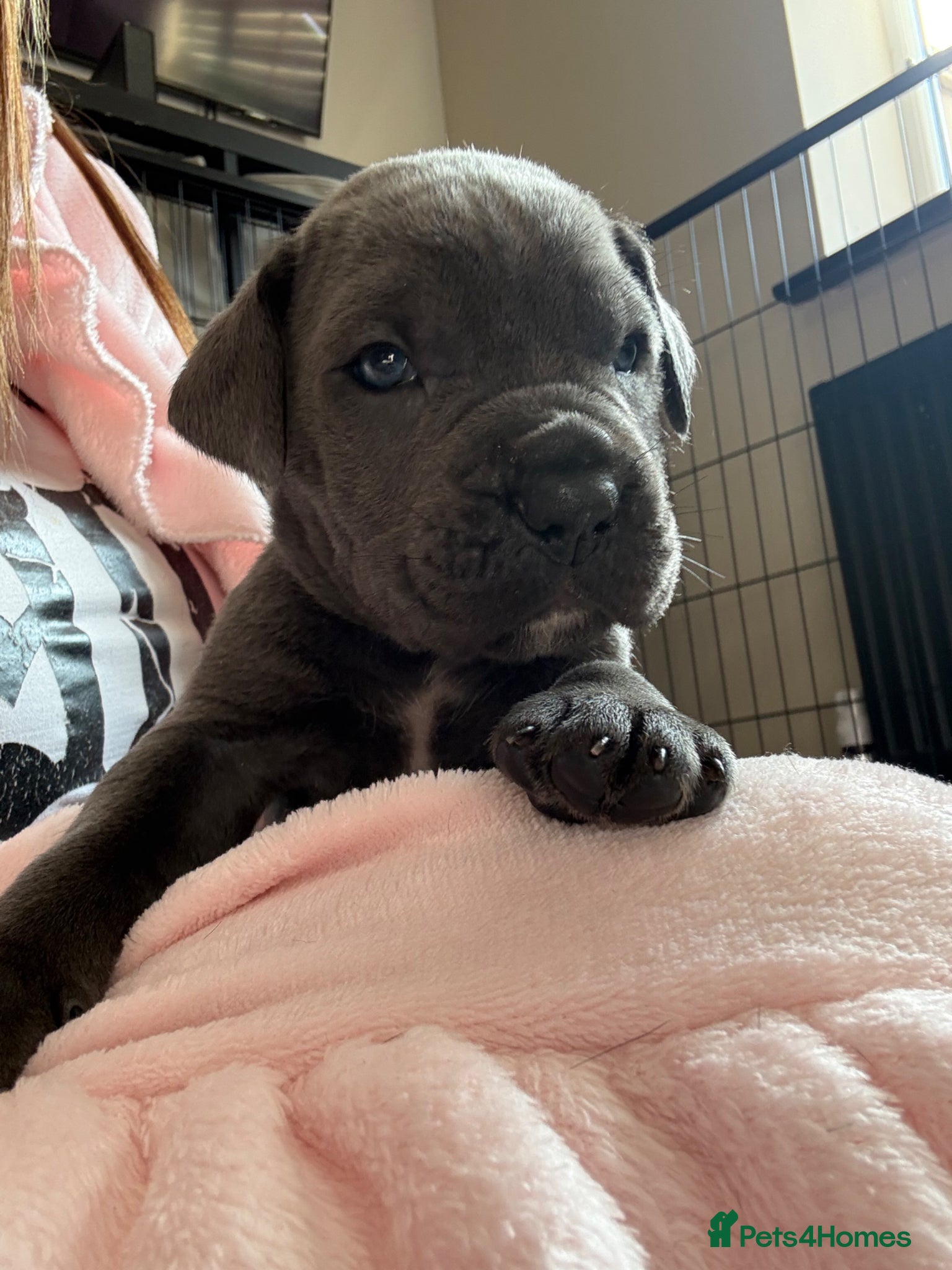 Cane Corso dogs Stunning Cane Corso Puppies  - Advert 16