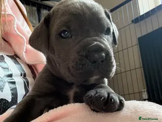 Cane Corso dogs Stunning Cane Corso Puppies - Advert 16