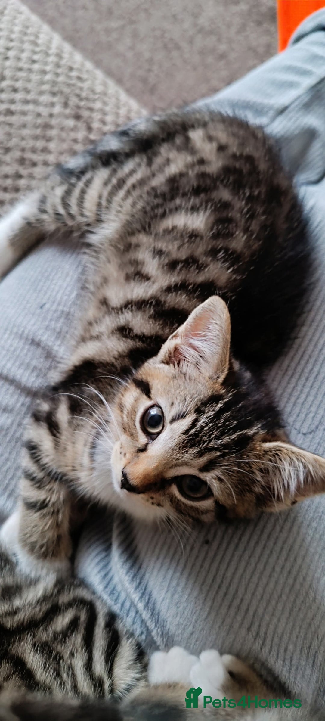 European cats for sale: Two girls  - Image 1