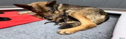 German Shepherd dogs for sale: Fantastic Working Line GSD Puppies  - Advert 11
