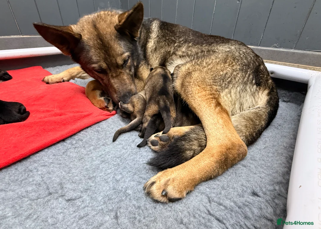 German Shepherd dogs for sale: Fantastic Working Line GSD Puppies  - Advert 11