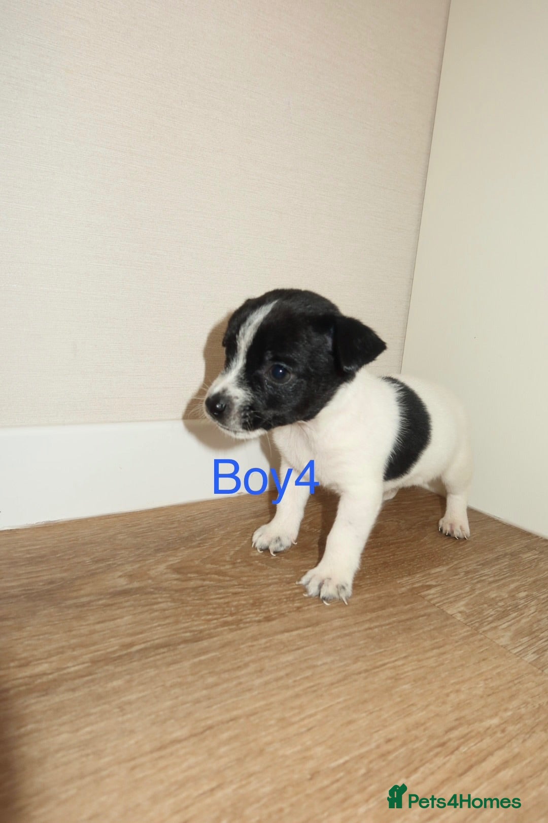 Jack Russell dogs Jack Russell puppies  - Advert 5