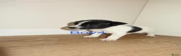 Jack Russell dogs for sale: Jack Russell puppies  in Wolverhampton - Advert 1