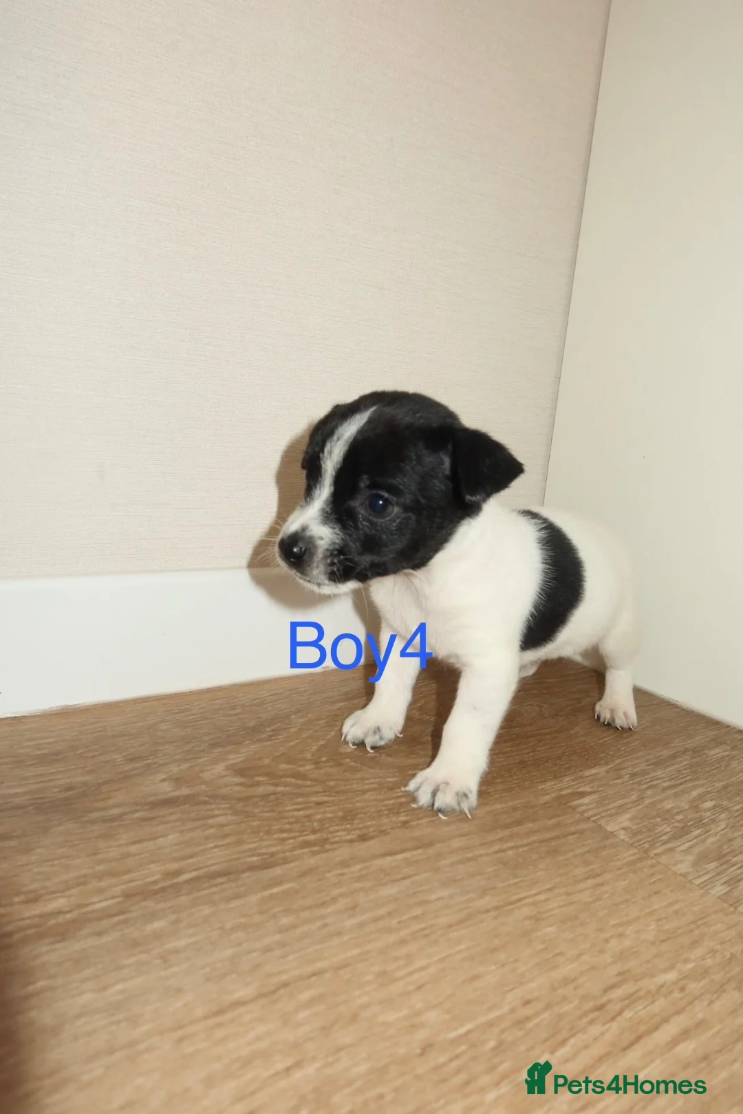 Jack Russell dogs for sale: Jack Russell puppies  in Wolverhampton - Advert 1