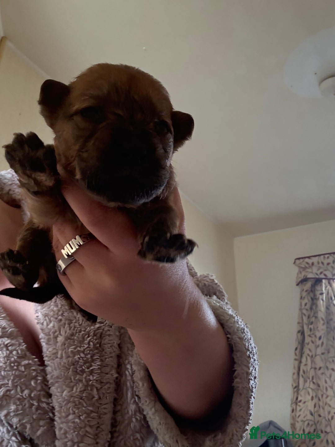 Mixed Breed dogs for sale: German shepherd cross chow chow/French bulldog  - Image 16