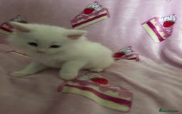 Maine Coon cats for sale: Maine coon X British short hair - Image 12