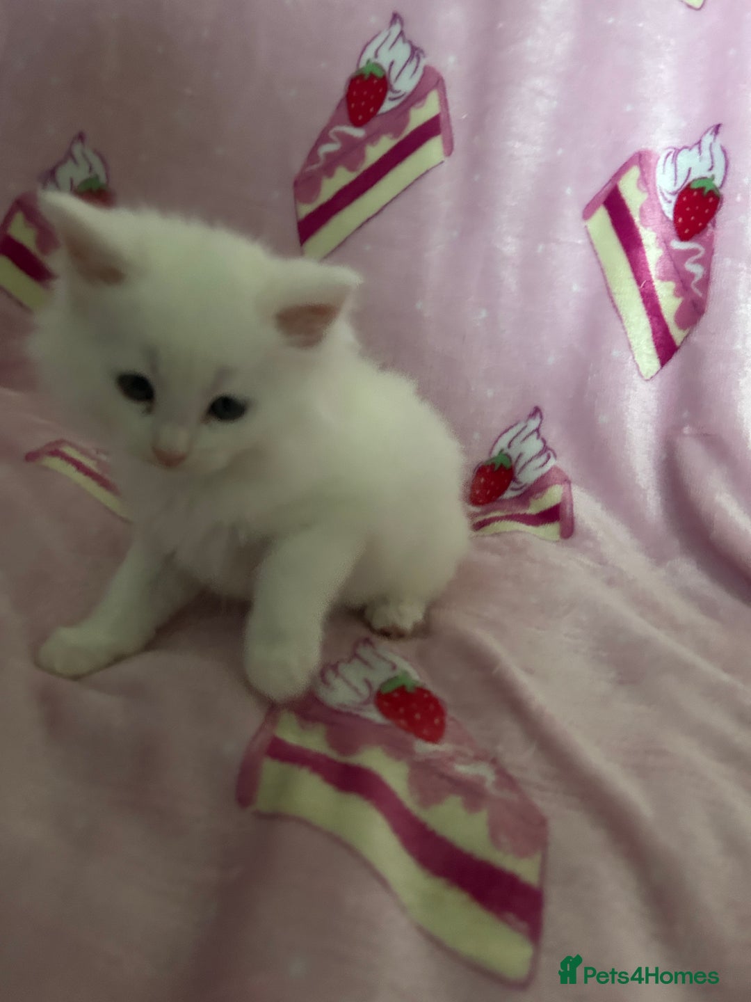 Maine Coon cats for sale: Maine coon X British short hair - Image 12