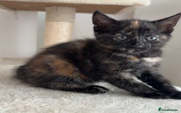 Mixed Breed cats for sale: 1/4 Maincoon dog friendly kittens - Image 8