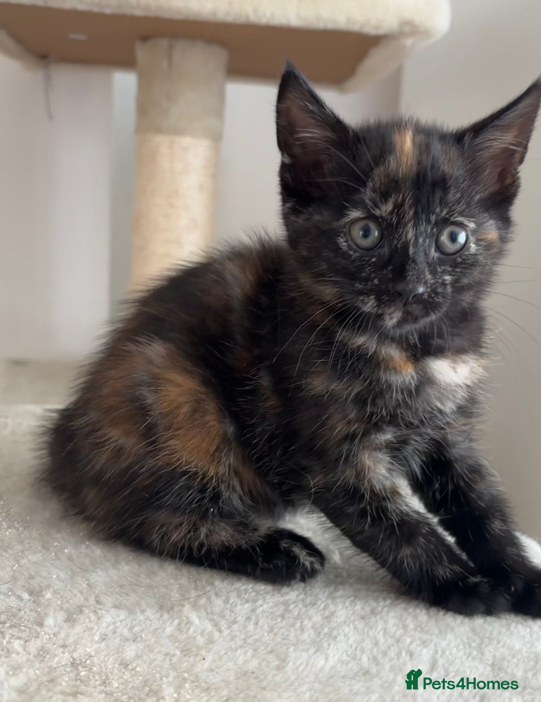 Mixed Breed cats for sale: 1/4 Maincoon dog friendly kittens - Image 8