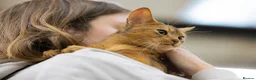 Abyssinian cats for sale: Gorgeous Abyssinian kittens - Advert 7
