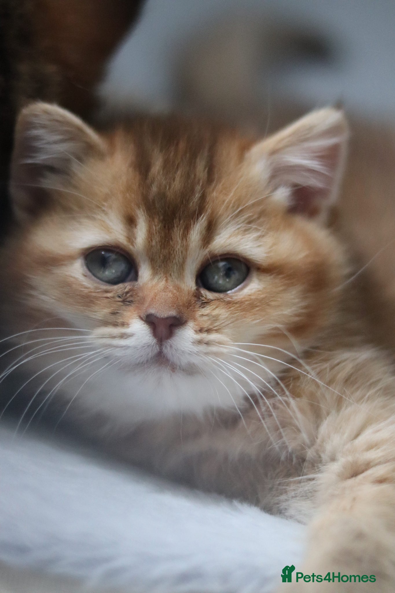 British Shorthair cats 🌟 Luxury Champion line Golden BSH Girl 🌟 - Advert 2