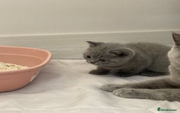 British Shorthair cats for sale: GCCF registered Champion bloodline BSH kittens - Image 24