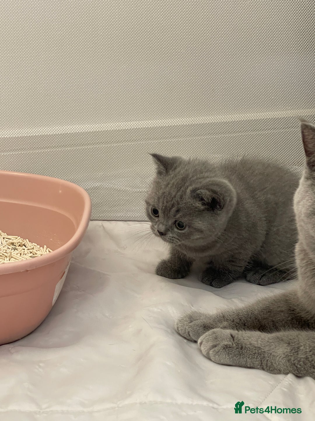 British Shorthair cats for sale: GCCF registered Champion bloodline BSH kittens - Image 24