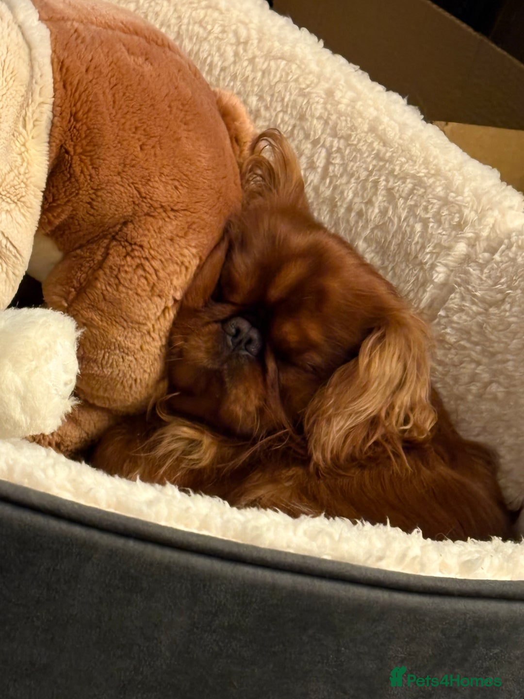 King Charles Spaniel dogs for sale: King Charles spaniel  - Advert 2