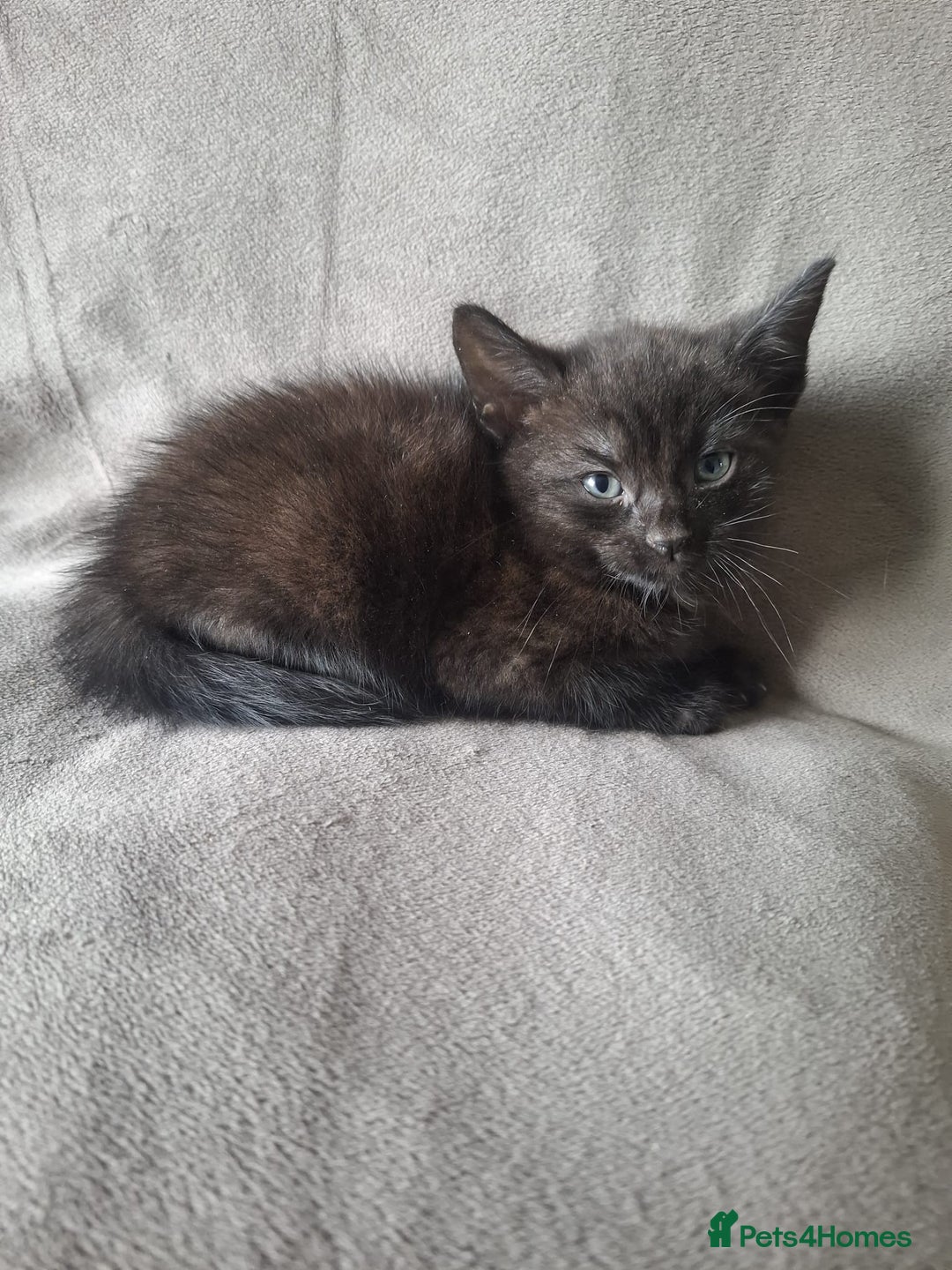 Mixed Breed cats for sale: Kittens for sale - Image 3