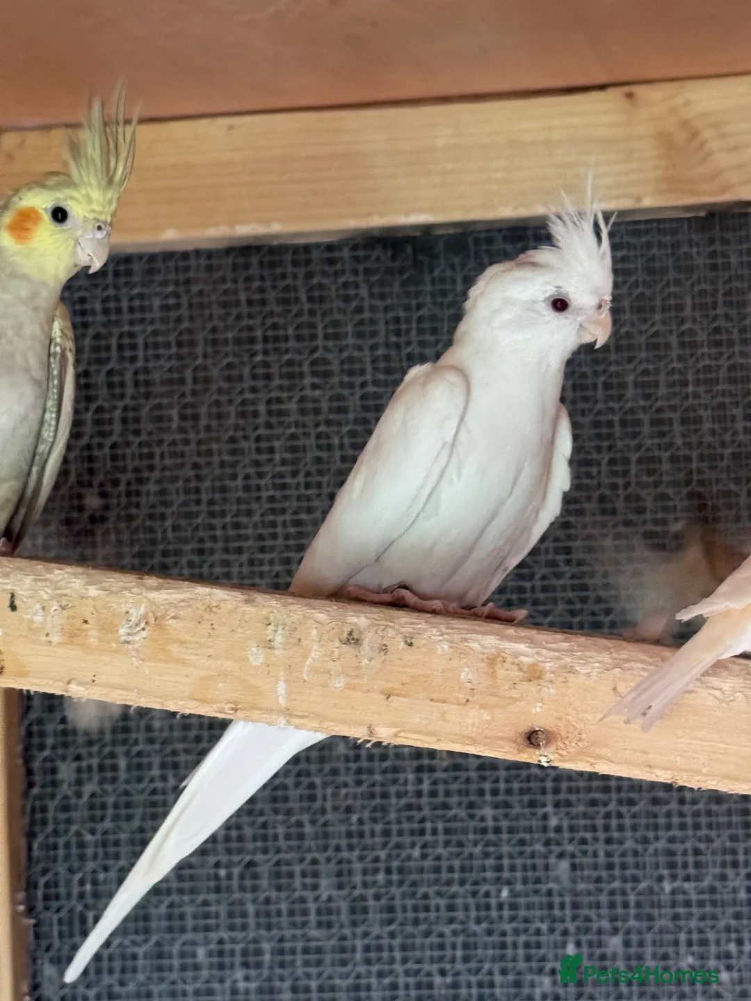 Cockatiels birds for sale: Cocktails bird mix - Advert 3