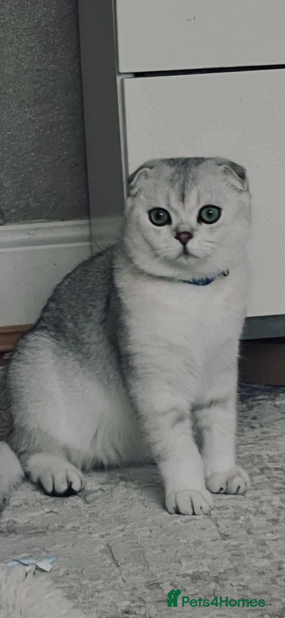 Scottish Fold cats Beautiful Scottish Fold Boy Kitten - Advert 11