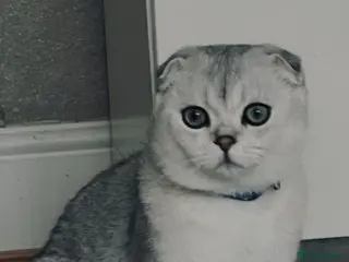Scottish Fold cats Beautiful Scottish Fold Boy Kitten - Advert 11