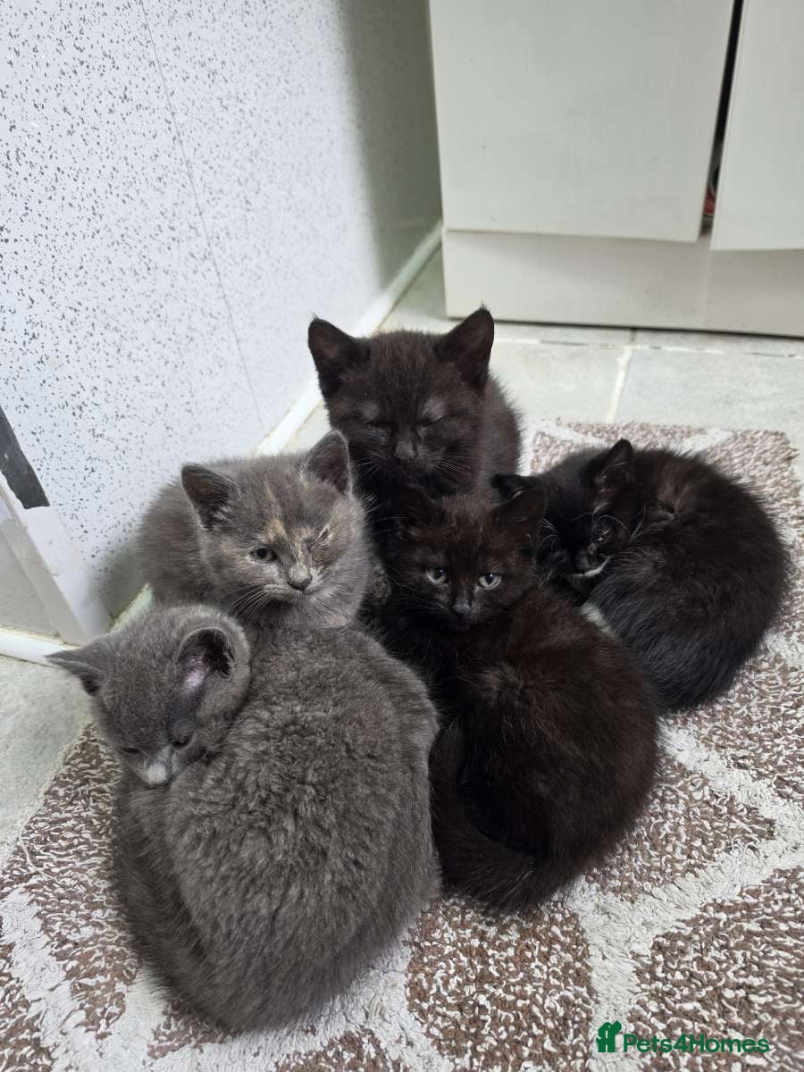 Mixed Breed cats BRITISH SHORTHAIR X MAIN COON MIX - Advert 3