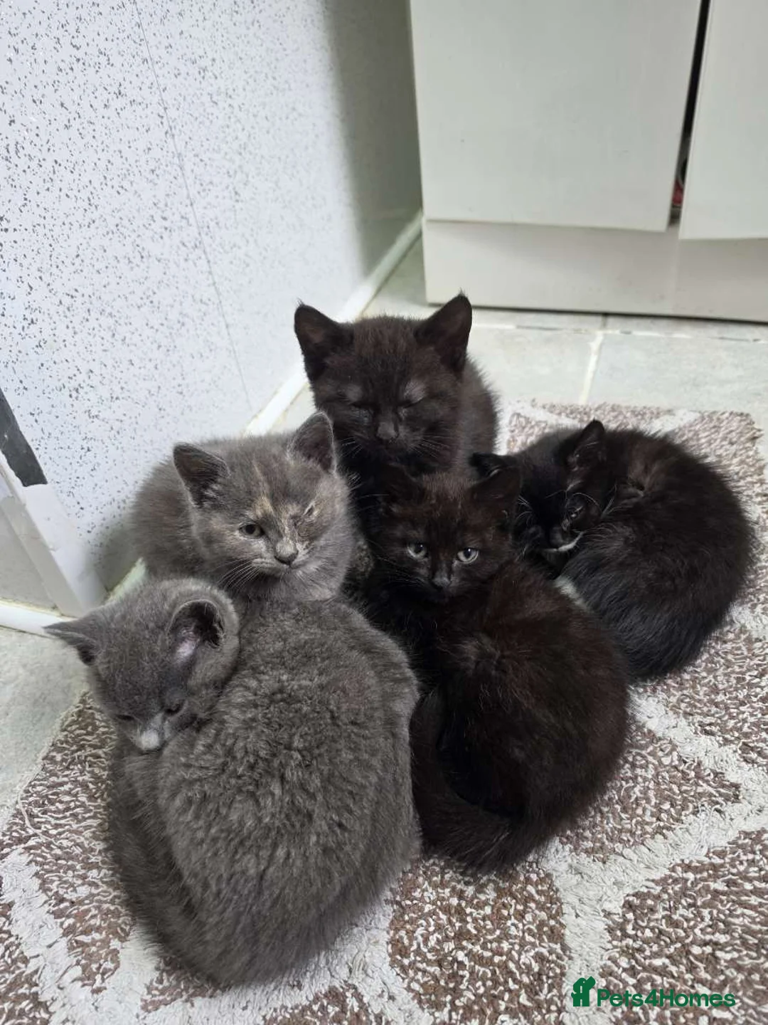 Mixed Breed cats for sale: BRITISH SHORTHAIR X MAIN COON MIX in Birmingham - Advert 1
