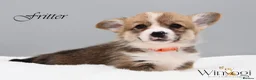 Welsh Corgi Pembroke dogs for sale: Absolutely Stunning KC WPC Puppies  - Advert 12