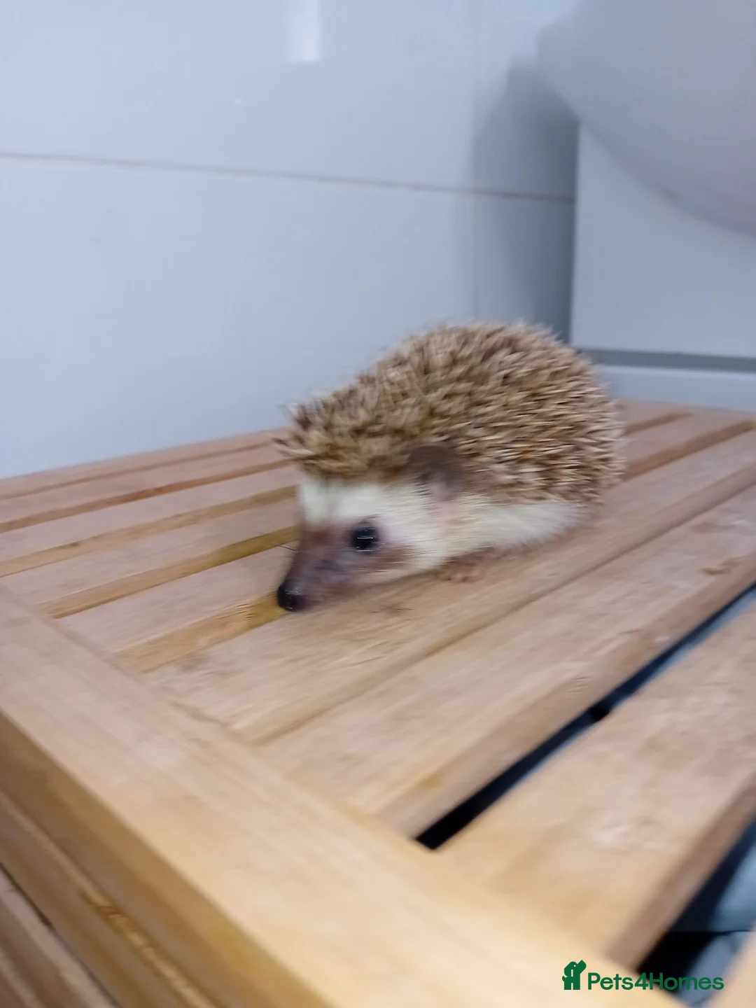 Pygmy Hedgehog rodents for sale: Final 2 Beautiful African Pygmy Hoglets –Boys - Advert 4