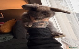 Mini Lop rabbits for sale: Mini Lop Bunnies - Image 1