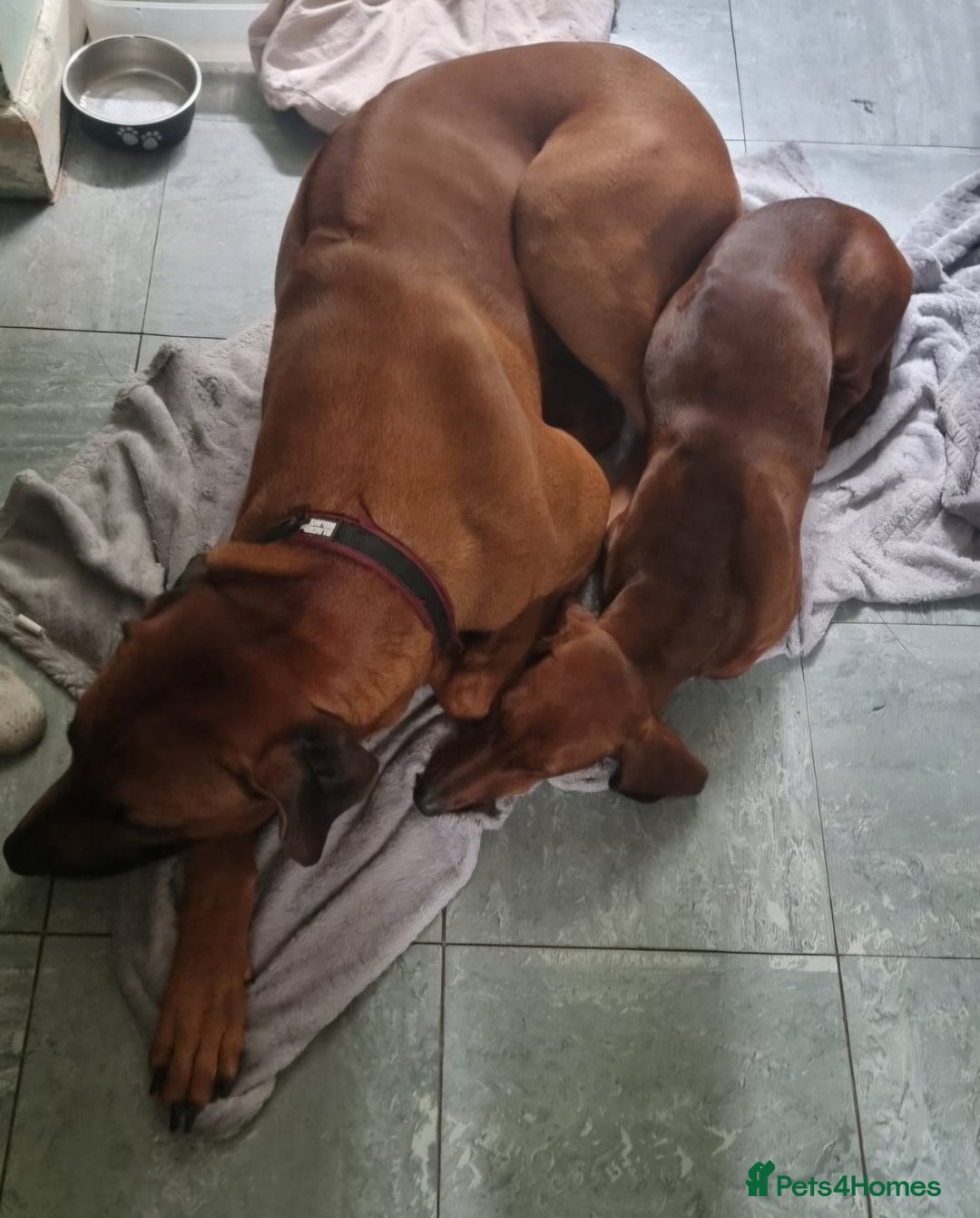 Rhodesian Ridgeback dogs for stud: Pedigree Rhodesian Ridgeback for Stud - Advert 3