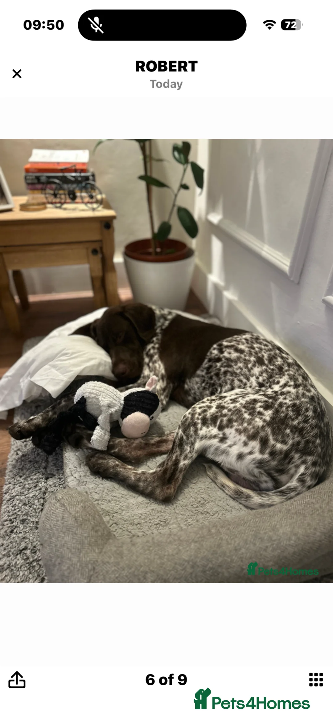 German Shorthaired Pointer dogs for sale: German shorthaired pointer - trained 18m in Gravesend - Advert 17