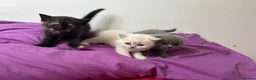 British Shorthair cats for sale: British shorthair  - Advert 4