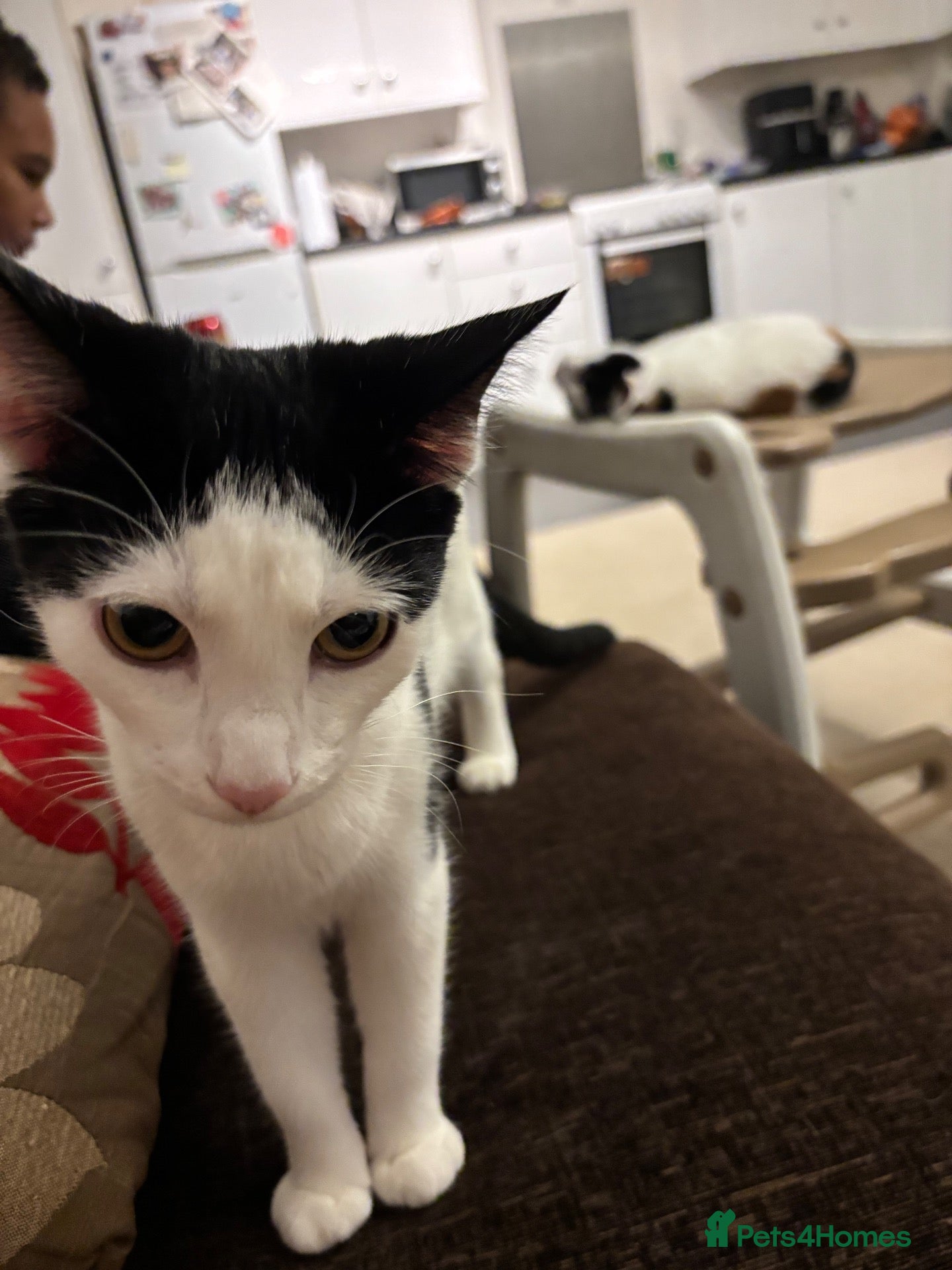 Japanese Bobtail cats Name of the cat is Oreo - Advert 4