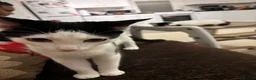 Japanese Bobtail cats for sale: Name of the cat is Oreo in Oxford - Advert 1