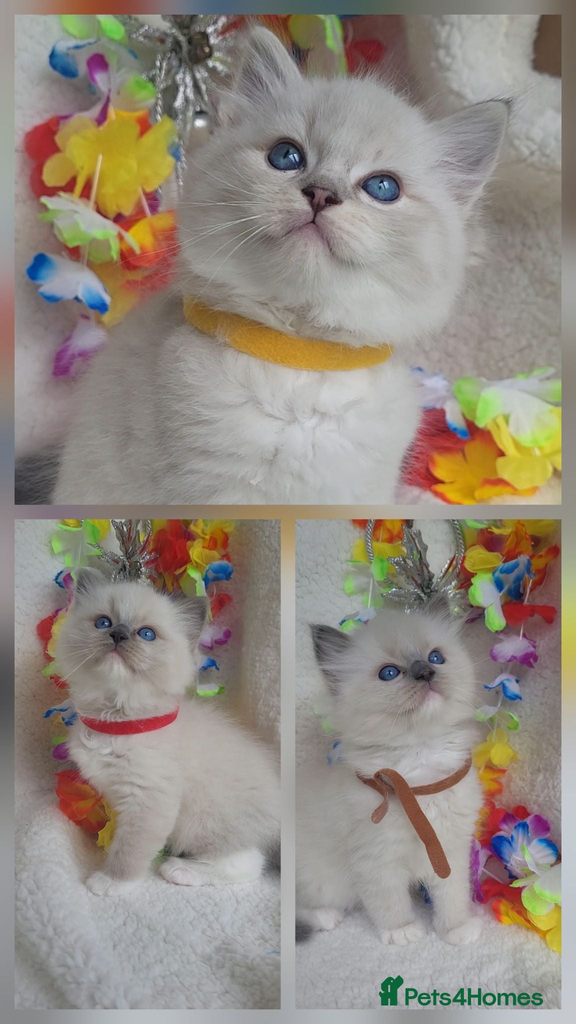 Ragdoll cats GCCF registered Males - Advert 1