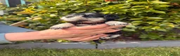 Miniature Schnauzer dogs for sale: Beautiful Black And Silver Mini Schnauzer Puppies - Advert 3