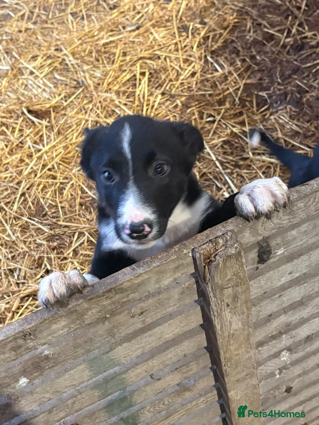 Border Collie dogs for sale: Border collie puppies in Bala - Advert 2