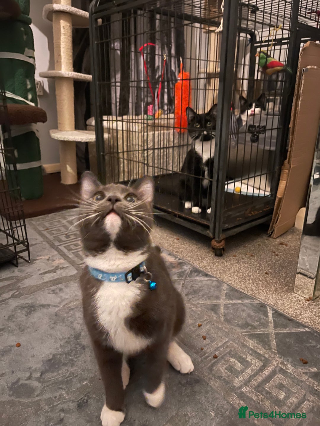 Domestic Shorthair cats for sale: Russian blue mix Domestic shorthair Kitten  - Advert 12