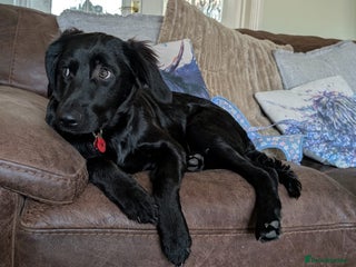 Mixed Breed dogs - Advert 5