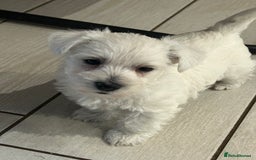 West Highland Terrier dogs for sale: Gorgeous West Highland Pups - Image 4