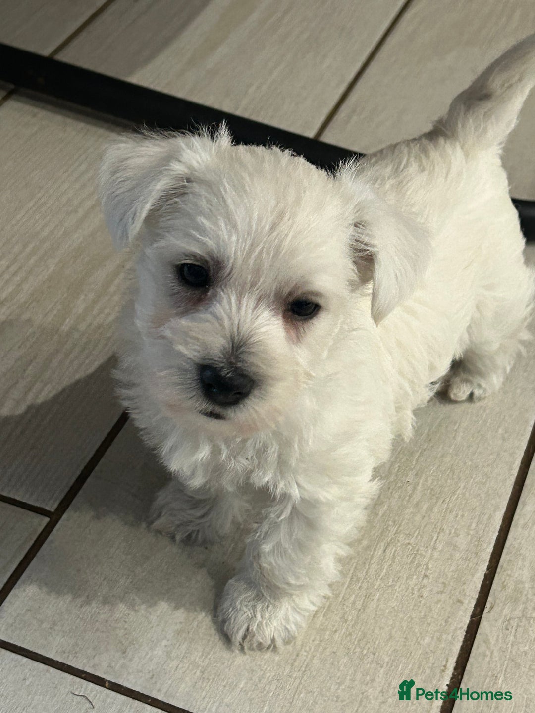 West Highland Terrier dogs for sale: Gorgeous West Highland Pups - Image 4