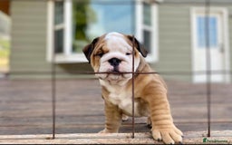 English Bulldog dogs for sale: Purebred English Bulldogs - Image 4