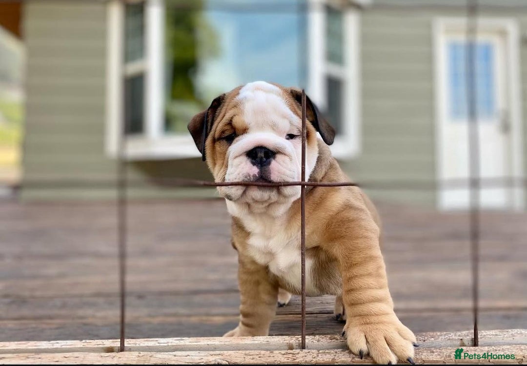English Bulldog dogs for sale: Purebred English Bulldogs - Image 4