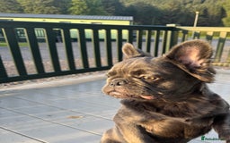 French Bulldog dogs for sale: REDUCED to £1100!!!Fluffy Frenchies in Edinburgh - Image 2