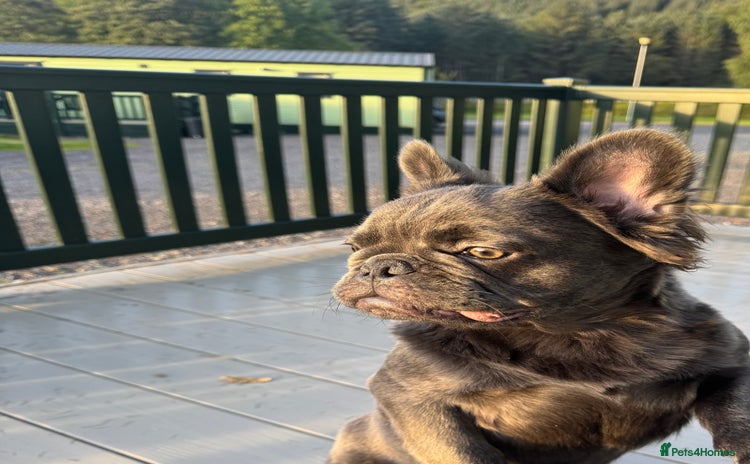 French Bulldog dogs in Edinburgh - Advert 14