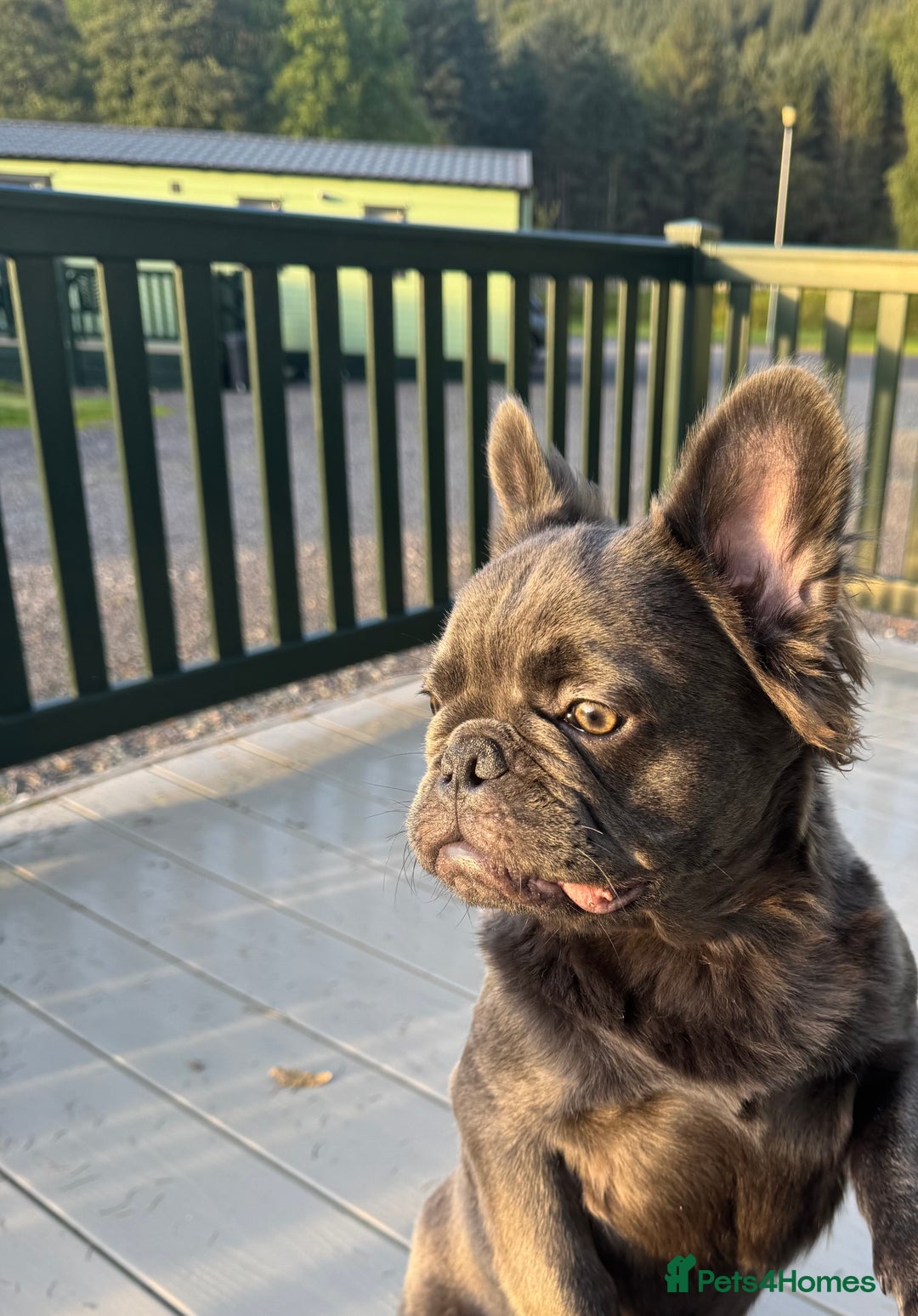 French Bulldog dogs for sale: REDUCED to £1100!!!Fluffy Frenchies in Edinburgh - Image 2