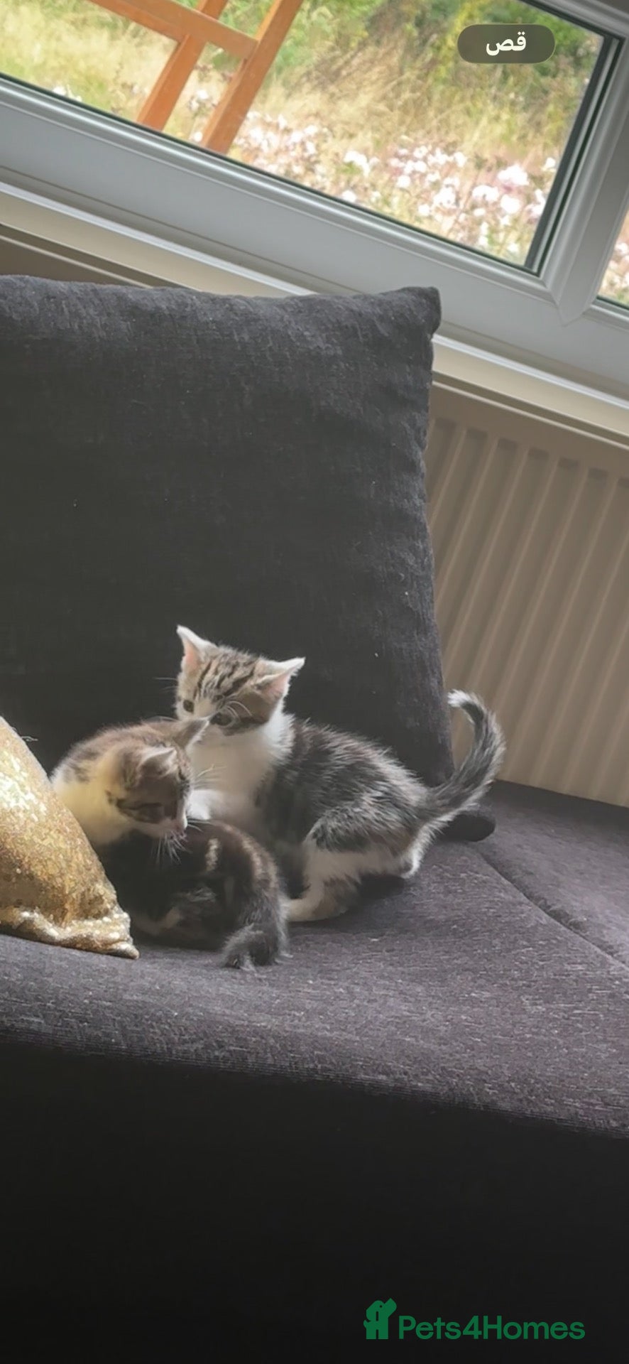 Aegean cats Cats for sale; they are tame, playful,  - Advert 1