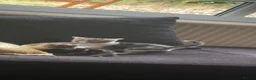 Aegean cats for sale: Cats for sale; they are tame, playful,  - Advert 1