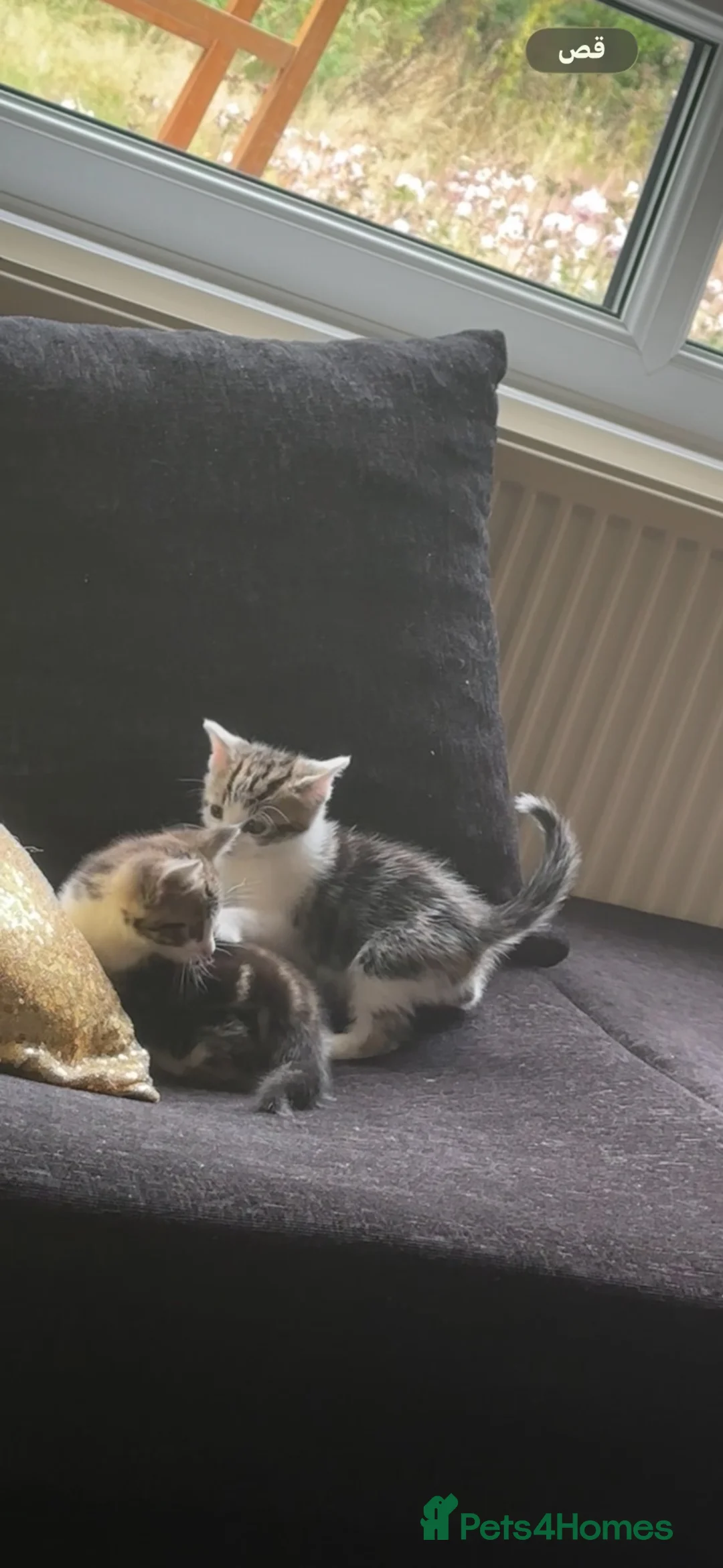 Aegean cats for sale: Cats for sale; they are tame, playful,  - Advert 1