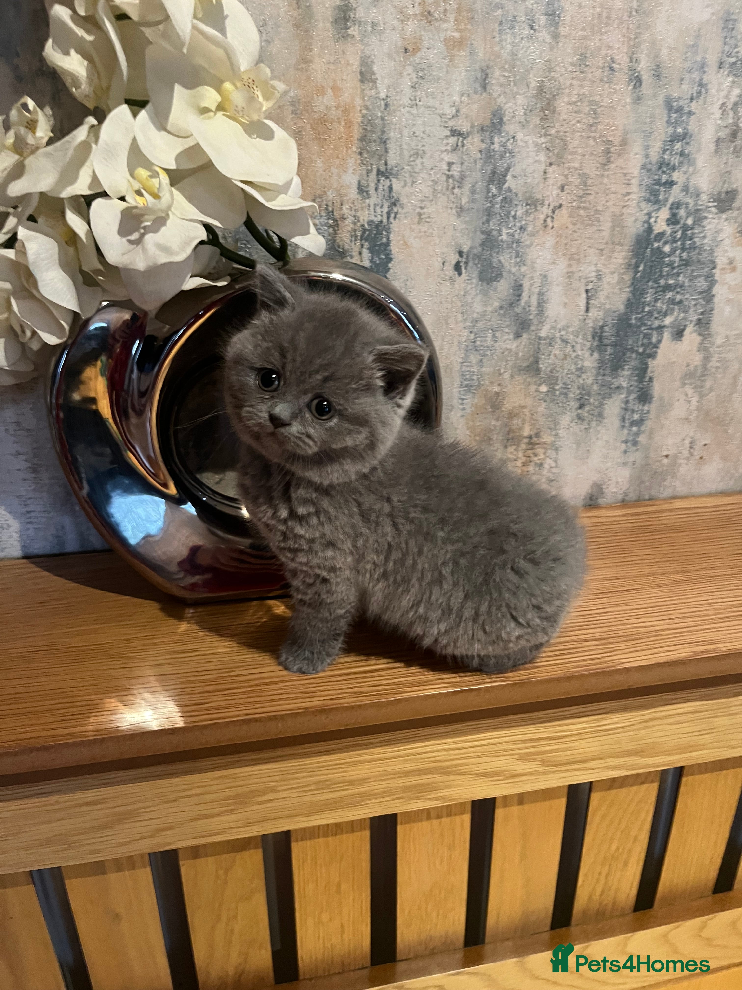 British Shorthair cats Beautiful 6 week old female bsh - Advert 1
