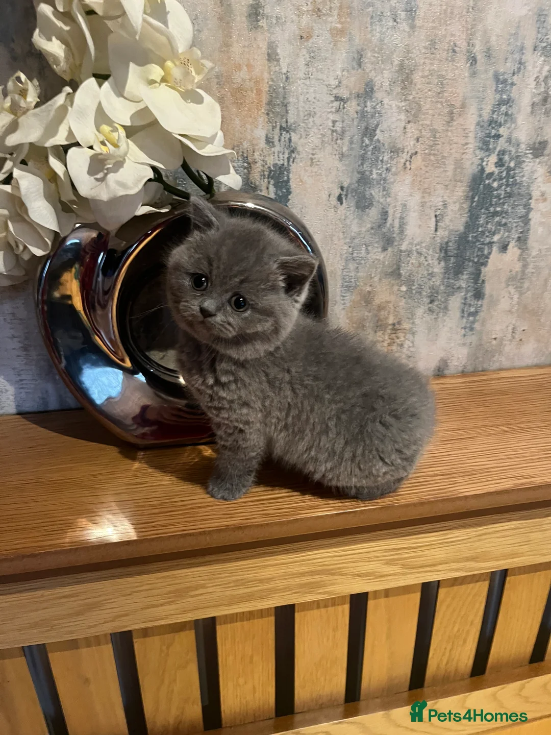 British Shorthair cats for sale: Beautiful 6 week old female bsh - Advert 1